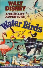 Watch Water Birds (Short 1952) Gomovies123