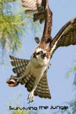 Watch National Geographic: Wild Surviving The Jungle Gomovies123