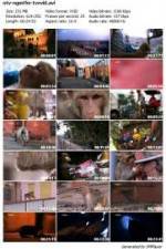 Watch National Geographic Monkey Thieves: Heroes - Villains Gomovies123