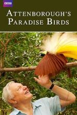 Watch Attenborough's Paradise Birds Gomovies123