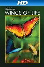 Watch Pollen Gomovies123