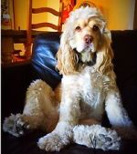 Watch War Dogs: America\'s Forgotten Heroes Gomovies123