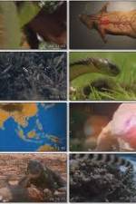 Watch National Geographic Wild : Deadliest Animals Asia Pacific Gomovies123
