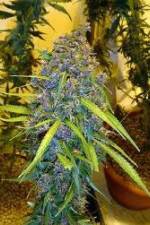 Watch Marijuana: Its Time for a Conversation Gomovies123