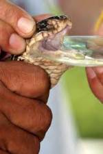 Watch History Channel Evolve: Venom Gomovies123