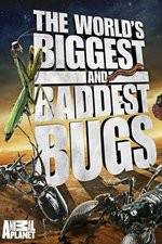 Watch Worlds Biggest and Baddest Bugs Gomovies123