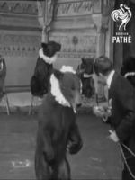 Watch Trained Bears Gomovies123