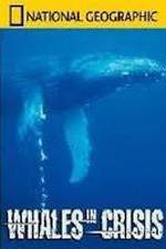 Watch National Geographic: Whales in Crisis Gomovies123