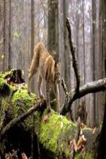 Watch National Geographic Wild Balkans Gomovies123