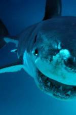 Watch National Geographic. Shark attacks investigated Gomovies123