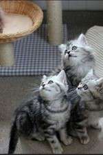 Watch The Secret Life of Kittens Gomovies123