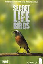 Watch Iolo's Secret Life of Birds Gomovies123