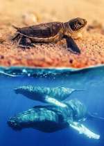 Watch Australia\'s Wild Moments Gomovies123