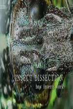 Watch Insect Dissection How Insects Work Gomovies123