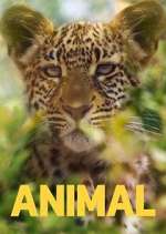 Watch Animal Gomovies123