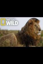 Watch Animal ER Live Gomovies123