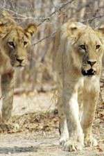 Watch Lion Country: Night and Day Gomovies123